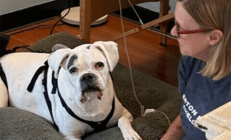 Oscar receiving High Dose Vitamin C.