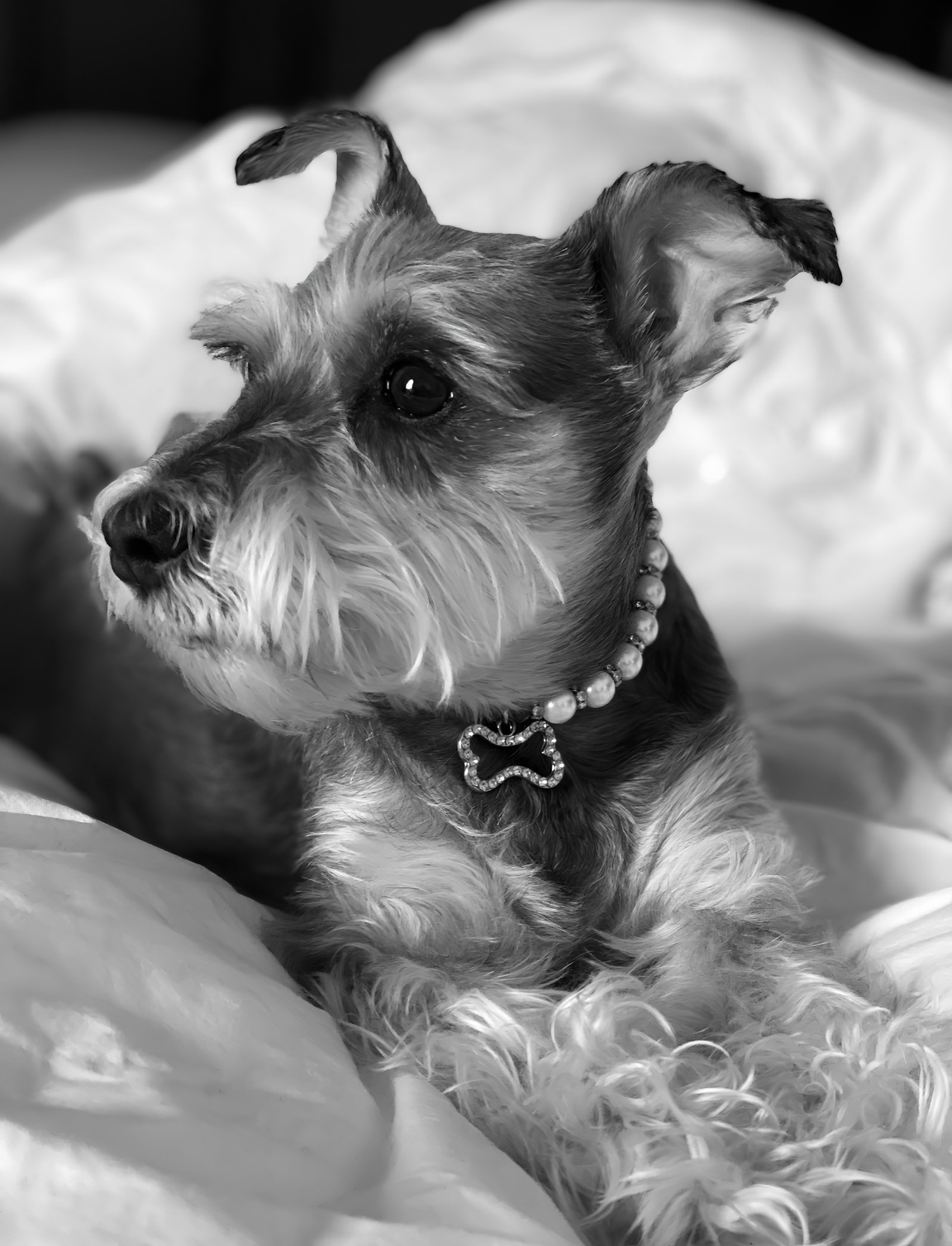 sabella, a small dog resting on a bed, an Angel Care cancer patient Isabella, an Angel Care cancer care patient, resting comfortably on a bed Isabella resting on a bed, wearing a beaded collar, an Angel Care oncology patient