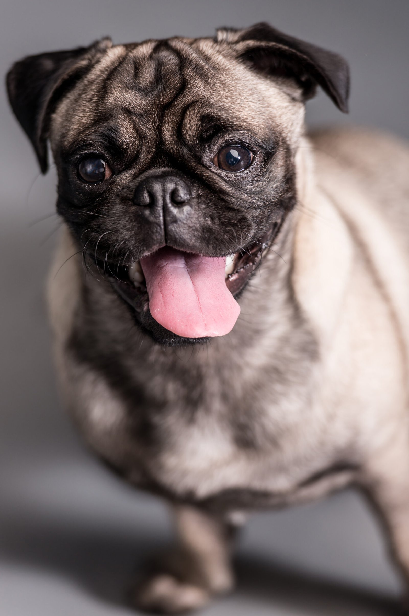 Happy senior pug dog, a patient at Angel Care showing vitality through palliative care.