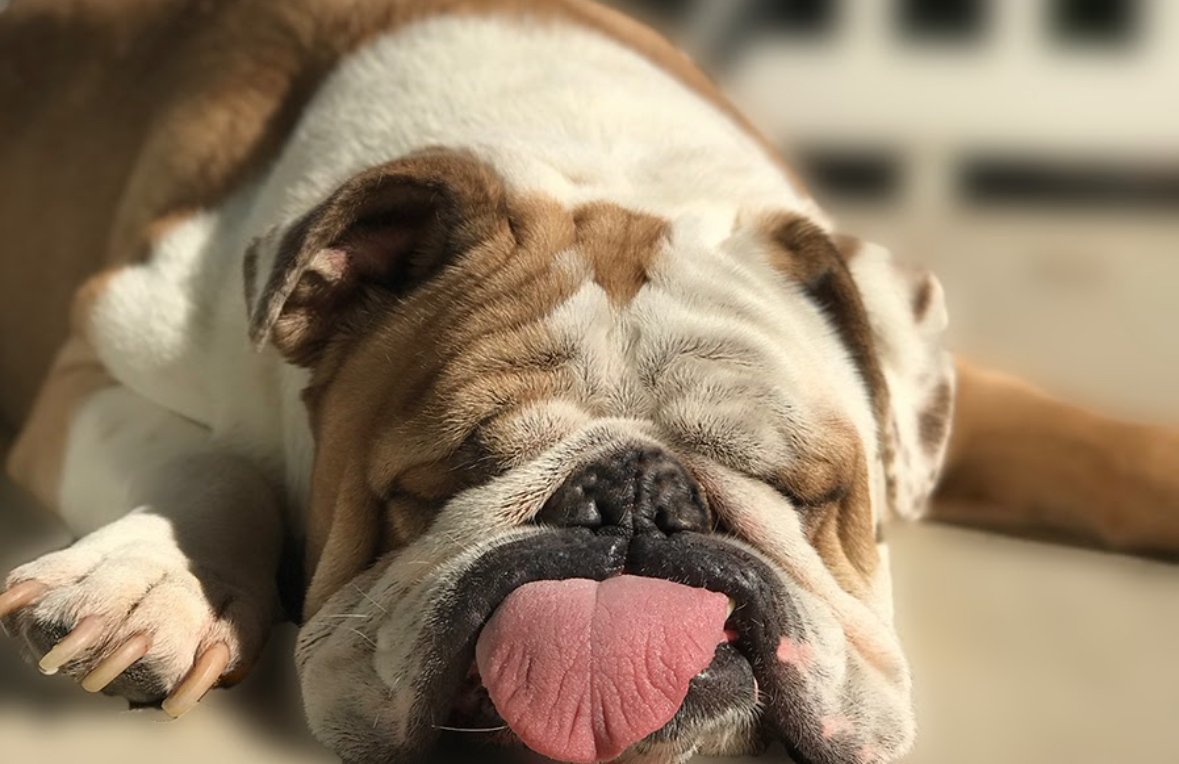 Atticus , Angel Care Cancer Patient